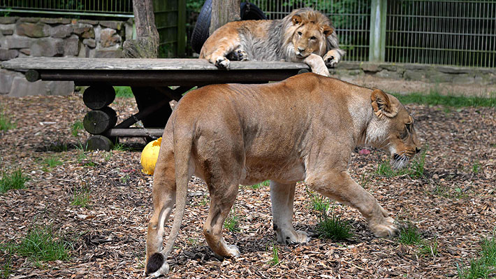 Hallan a dos leones, dos tigres y un jaguar que habían escapado de un zoológico en Alemania