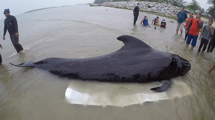 Sufrió una obstrucción intestinal: Muere en Tailandia una ballena piloto que había tragado 80 bolsas plásticas