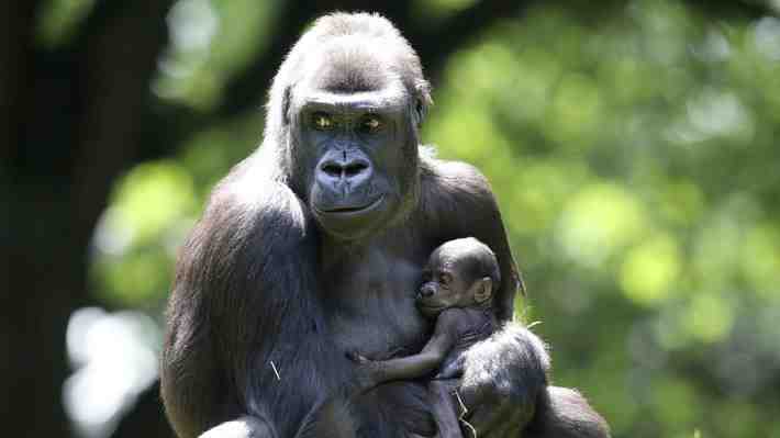 El cerebro humano sería más grande que el de los primates debido a la pérdida de cantidad de algunos genes