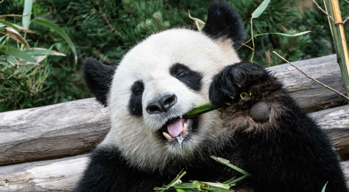 Hallan restos de un panda gigante de hace 22 mil años de un linaje desconocido