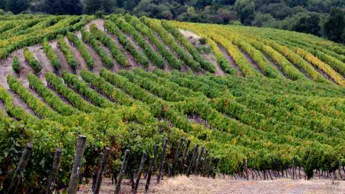 Viña Concha y Toro certificará sus productos con el sello Green-e en energía renovable