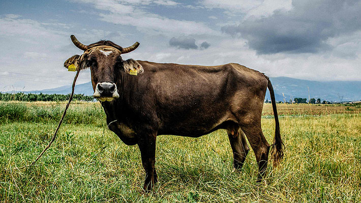 La historia de Penka, la vaca que estuvo a punto de morir por salir de Bulgaria "sin papeles"