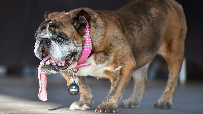 Ganó casi $1 millón: Conoce a Zsa Zsa, el bulldog inglés que fue coronado como el perro más feo del mundo