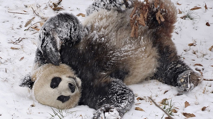 Construyó un nido y duerme más: Panda gigante del zoológico de Washington podría estar preñada
