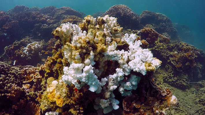 Gobernador de Hawaii firma ley que prohíbe protectores solares que dañan a los corales y al ecosistema marino