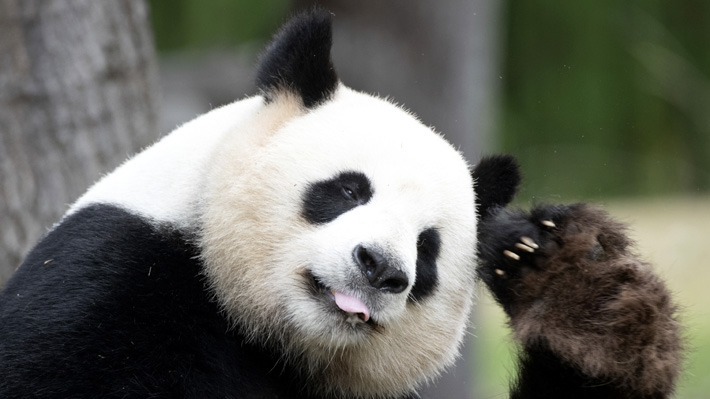 Zoo de Berlín celebrará los cumpleaños de sus osos panda con tortas de bambú