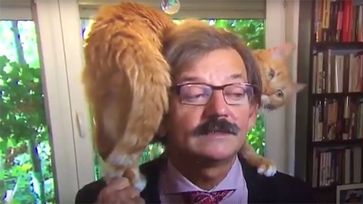 Video: Gato decide trepar sobre su dueño justo cuando este daba una entrevista a la televisión holandesa
