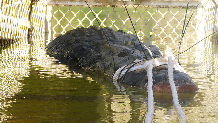 Capturan en Australia a cocodrilo de casi 5 metros de largo, uno de los más grandes que ha sido registrado