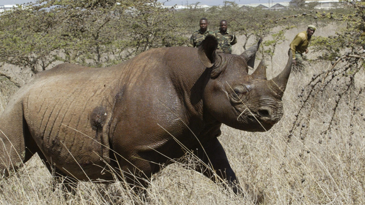 Es "un desastre total": Mueren ocho rinocerontes tras beber agua salada
