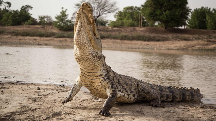 Indonesia: Multitud mata a casi 300 cocodrilos para vengar la muerte de un vecino