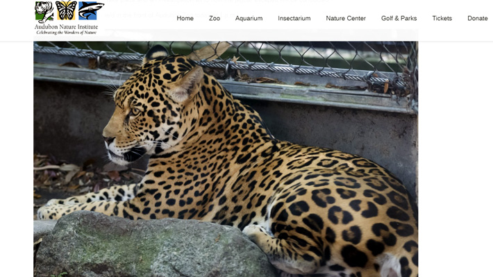 Nueve animales murieron tras escapar un jaguar en zoo de EE.UU.