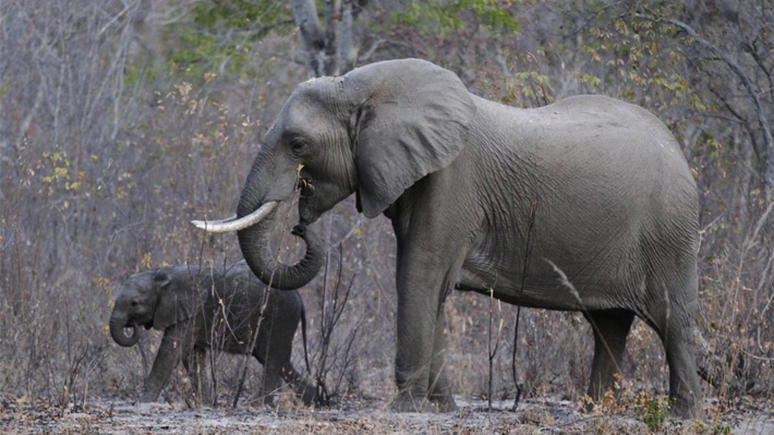 Elefante mató a un niño de 8 años que le tiraba piedras