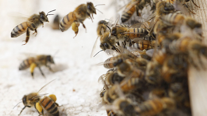 Mujer fue atacada por cientos de abejas y quedó grave tras recibir cerca de 200 picaduras