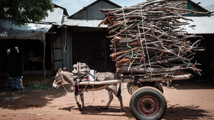 Tribunal de la India concedió a los animales los mismos derechos que a los humanos