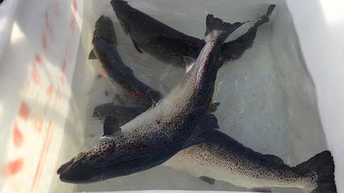 Marine Harvest ofrece $7 mil por cada salmón recapturado tras escape de centro de cultivo en Calbuco