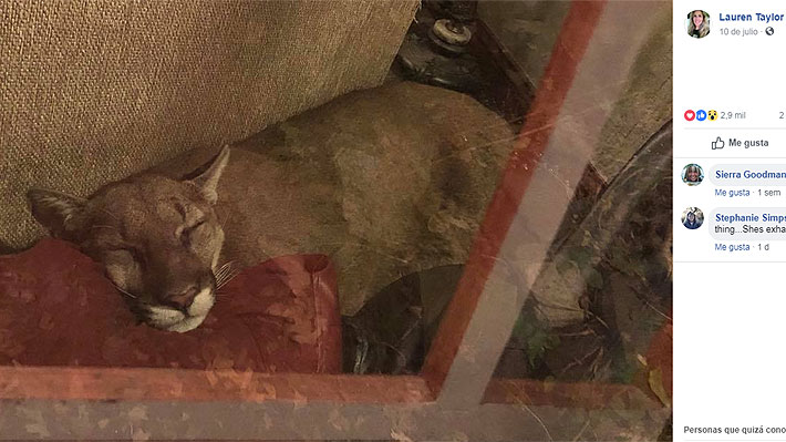 Estuvo ahí por seis horas: Mujer de Oregón encontró a un puma durmiendo detrás de su sofá
