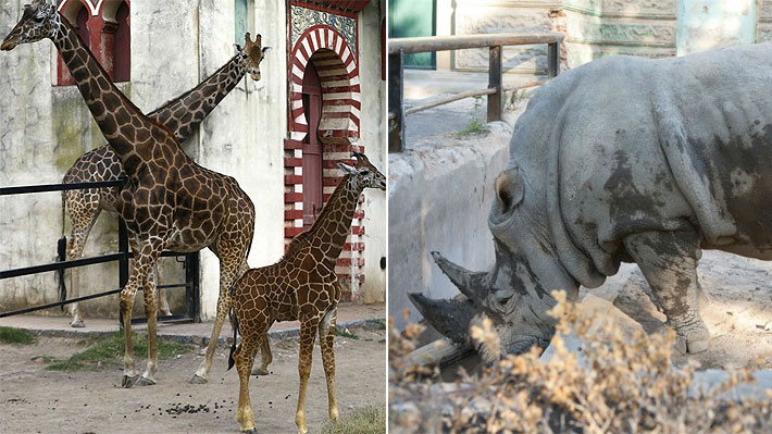 Un rinoceronte y una jirafa murieron con días de diferencia en el ex zoológico de Buenos Aires