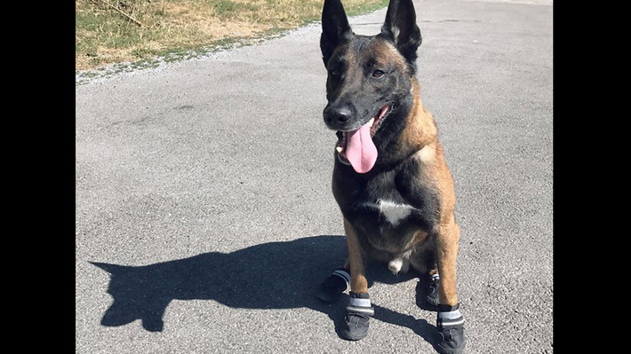 Perros policía suizos deben ponerse zapatos debido al intenso calor en Europa