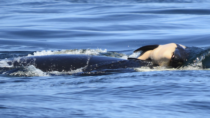 Revela la crisis de esta especie: Orca lleva una semana manteniendo a flote a su cría muerta