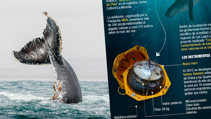 "Las voces del mar": Así suenan las ballenas en los archipiélagos al sur de Chile