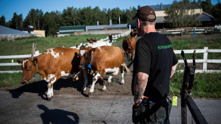 "Este trabajo me aporta algo": Cárcel de Suecia trabaja con vacas para reintegrar a los presos