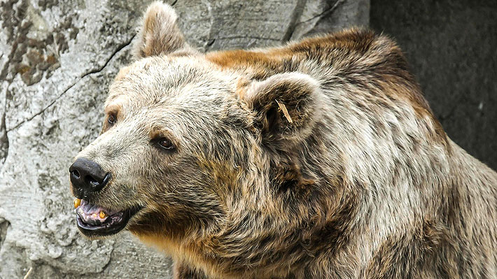 Oso protagonista de película de 1988 será trasladado a una reserva tras quejas por sus malas condiciones de vida