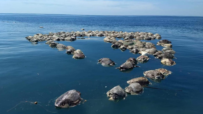 Hallan más de 300 tortugas marinas muertas tras quedar atrapadas en redes de pesca en México