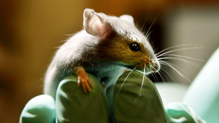Un dispositivo en el cerebro puede ayudar a frenar convulsiones de epilepsia en ratones