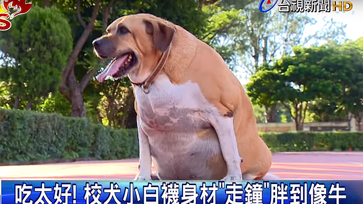 Perro está en estricta dieta tras ser consentido por niños con pura comida en Taiwán