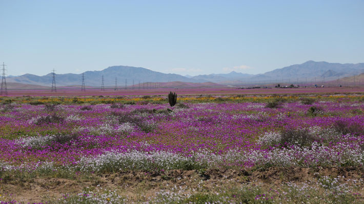 Chile es tetracampeón y Desierto de Atacama triunfa como destino más romántico de Sudamérica en los "Óscar de Turismo"