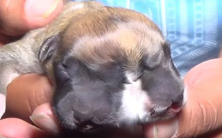 Legibilidad Rítmico Todopoderoso En Perú están impactados por sorprendente perro que nació con dos cabezas |  Emol.com
