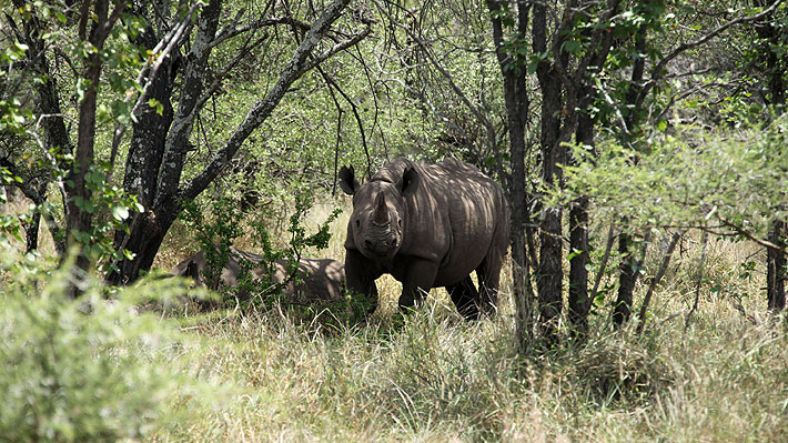 Más de 500 rinocerontes fueron víctimas de la caza furtiva entre enero y agosto en Sudáfrica