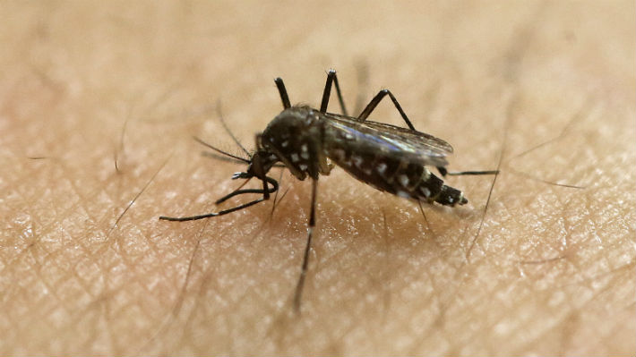 Científica británica logra erradicar los mosquitos de malaria con ingeniería genética