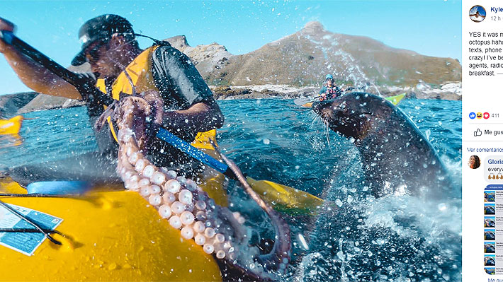 Insólito: Hombre recibe un "pulpazo" en su rostro mientras navegaba en kayak en Nueva Zelanda