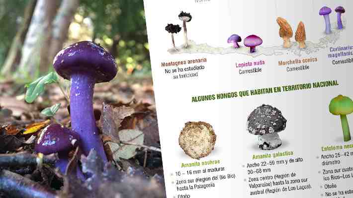 De hongos y champiñones: Un viaje al interior del Reino Fungi nacional
