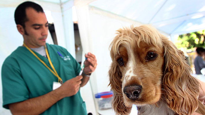 Exámenes preventivos, suplementos y atención médica de especialidad: Los tratamientos enfocados en las mascotas senior