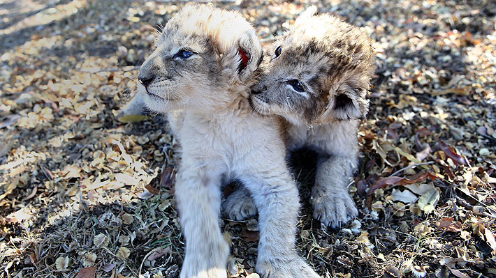 Isabel y Víctor: Nacen en Sudáfrica los primeros leones concebidos por  inseminación artificial en el mundo 