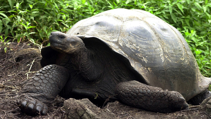 Denuncian el robo de 123 crías de tortuga desde un centro de Galápagos