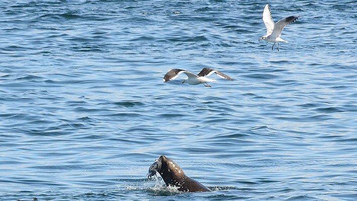 Lobos marinos que ser&iacute;an trasladados de Valdivia no han podido ser capturados