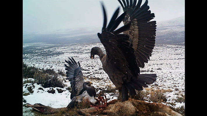 Captan espectacular duelo entre un cóndor y un águila mora en el Parque  Nacional Torres del Paine 