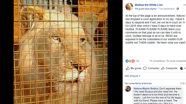 Animalistas inician cruzada para salvar a Mufasa, un león blanco que podría ser subastado