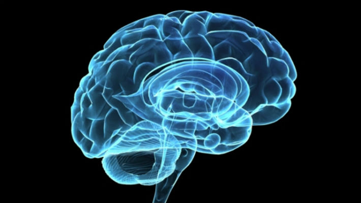 Científico advierte que si el cerebro generase nuevas neuronas, se perderían otros recuerdos en el proceso