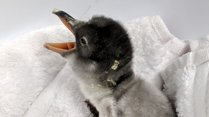 Acuario australiano anunció el nacimiento de un pingüino incubado por dos machos