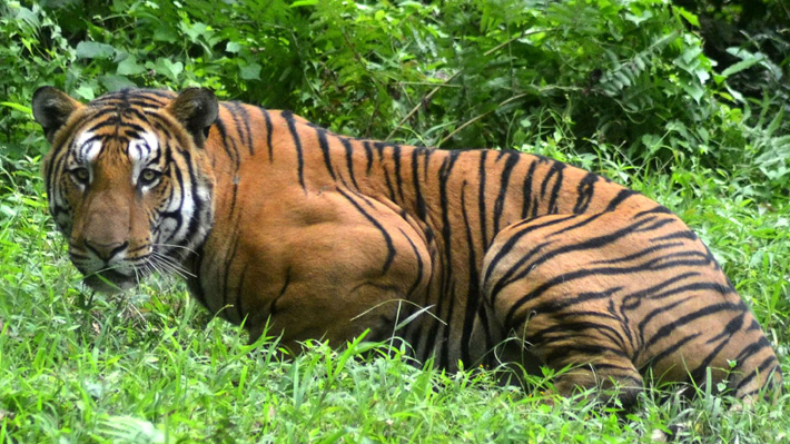 Fue "a sangre fría": En medio de críticas, India logró abatir a la llamada "tigresa asesina"