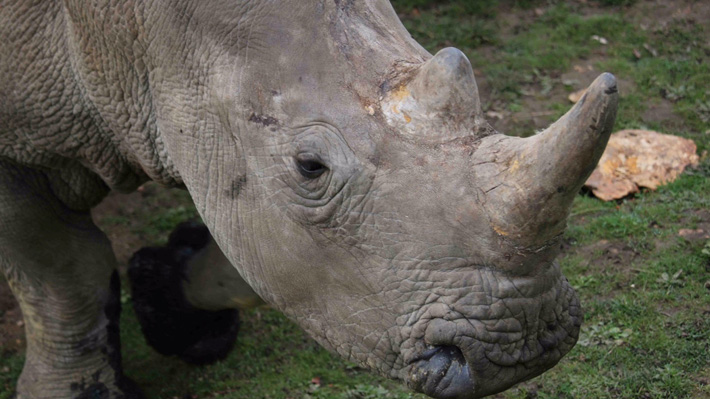 China puso fin a la prohibición de usar huesos de tigre y cuernos de rinoceronte en la medicina tradicional