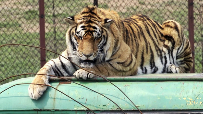 Animalistas aplauden decisión: China mantiene temporalmente la prohibición de comercializar cuerno de rinoceronte y hueso de tigre