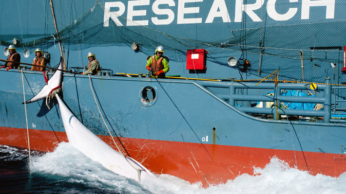 Japón reanudó su caza de ballenas pese a la oposición internacional