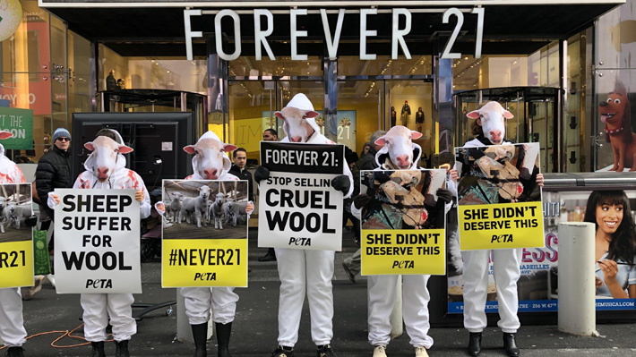 PETA acusa a popular cadena de ropa juvenil de usar lana de ovejas maltratadas