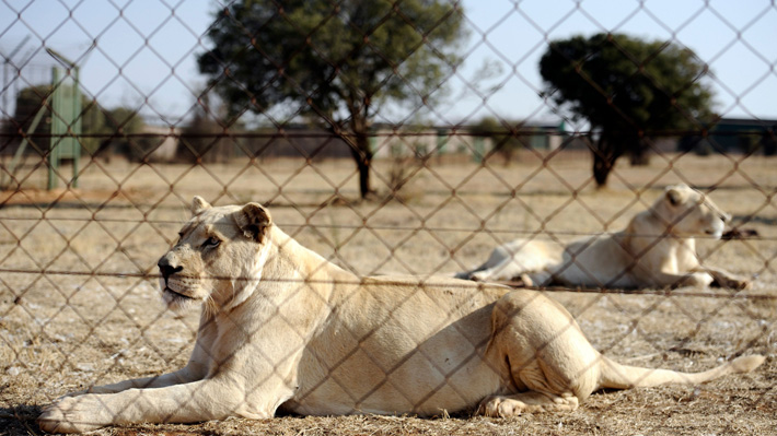 Criar leones para cazarlos o vender sus huesos: Diputados de Sudáfrica  quieren prohibir estas controvertidas prácticas 