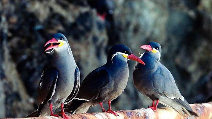 La Portada de Antofagasta: Su cierre permitió que fauna vulnerable repoblara la zona